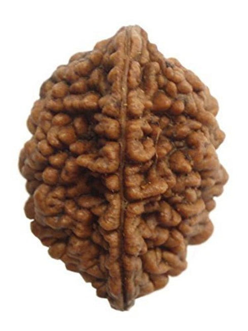 Dwi Mukhi Rudrakshaa